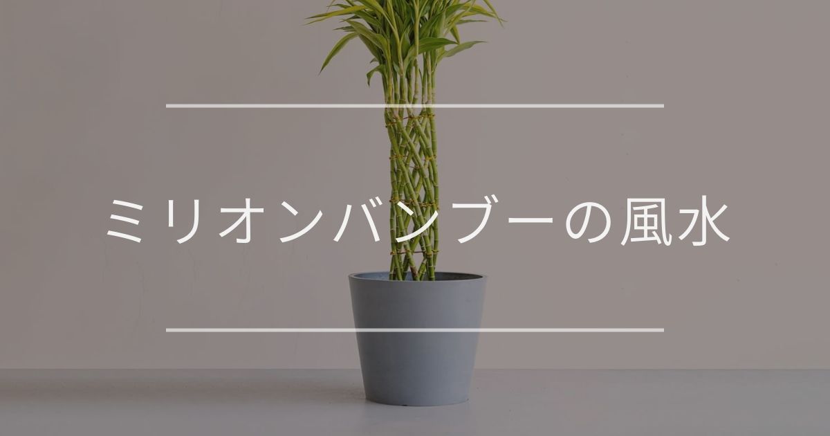 ミリオンバンブー