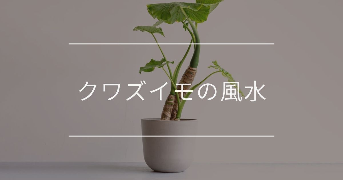 クワズイモ