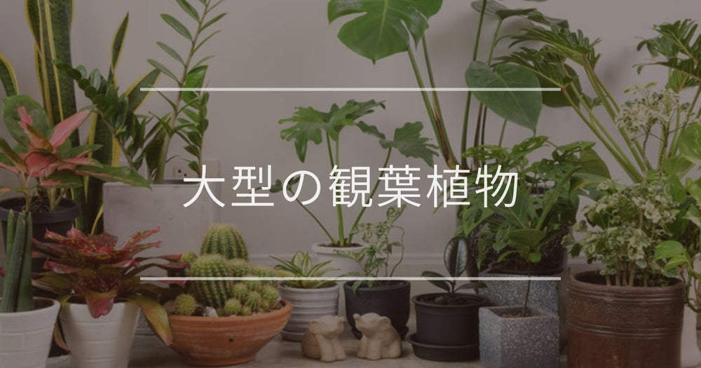 大型の観葉植物のおすすめ｜室内・日陰向き・初心者向けやインテリアのコツ