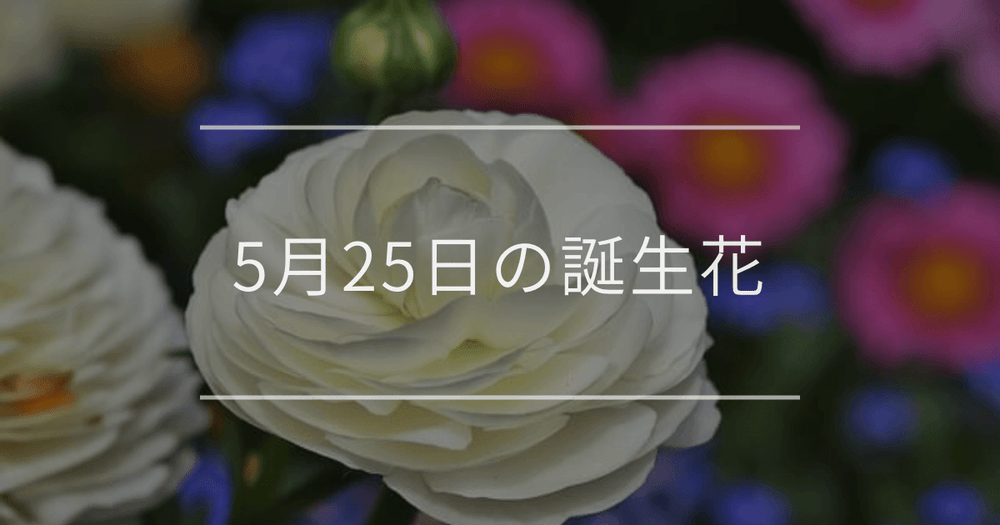 5月25日の誕生花：ラナンキュラス・パンジーの花言葉など