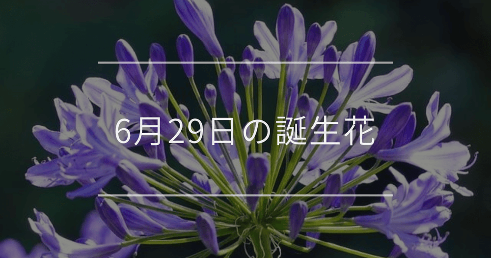 6月29日の誕生花：アガパンサス・ディモルフォセカの花言葉など
