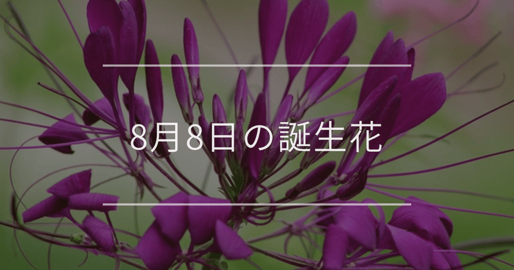 8月8日の誕生花：クレオメ・アンスリウムの花言葉など