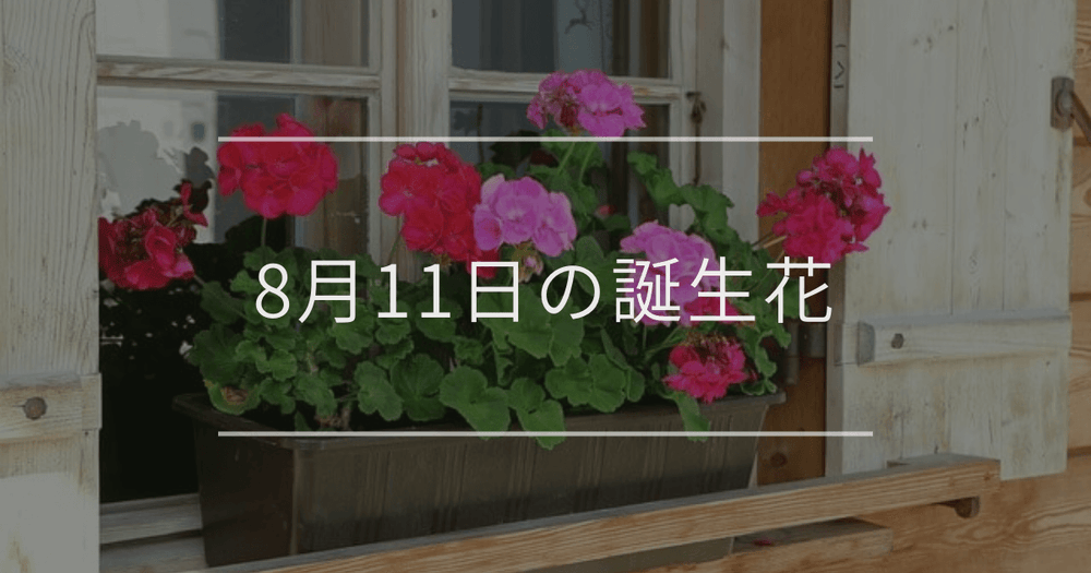 8月11日の誕生花：ゼラニウム・サンビタリアの花言葉など