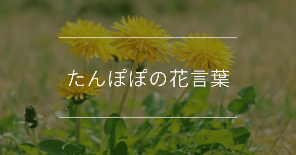 たんぽぽの花言葉｜色別の花言葉や誕生花、名前の由来
