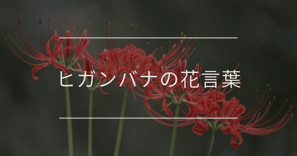ヒガンバナの花言葉｜色別や誕生花、名前の由来