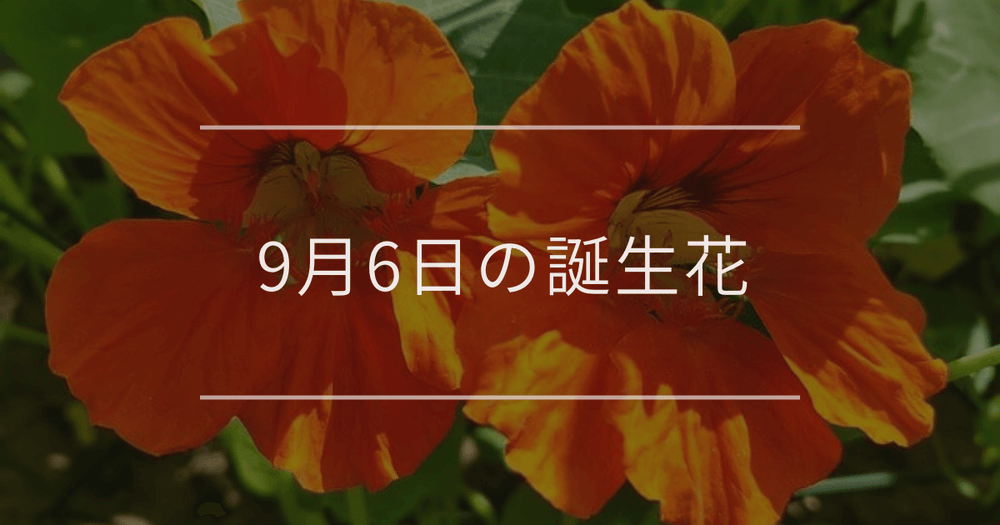 9月6日の誕生花：ナスタチウム・ミソハギの花言葉など