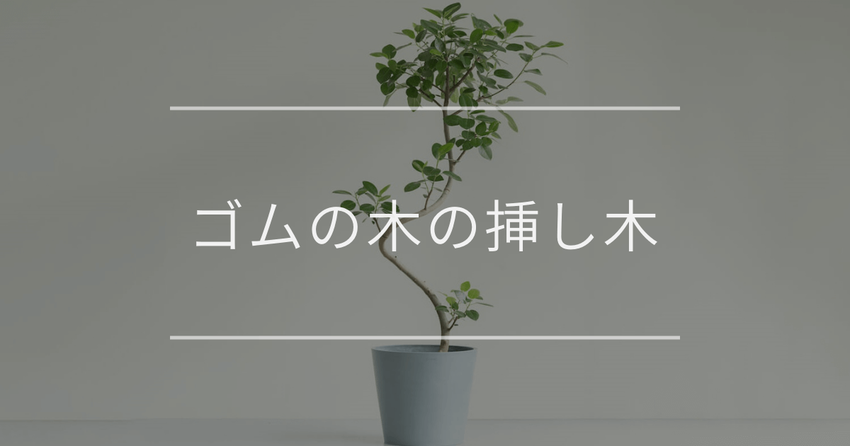 ゴムの木の挿し木