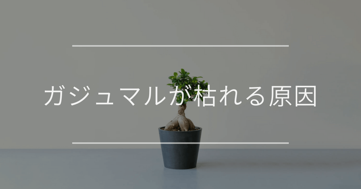 ガジュマルが枯れる原因