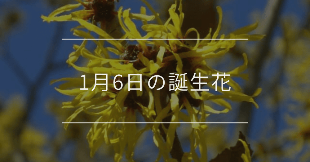 1月6日の誕生花：マンサク・ピンクのスミレの花言葉など