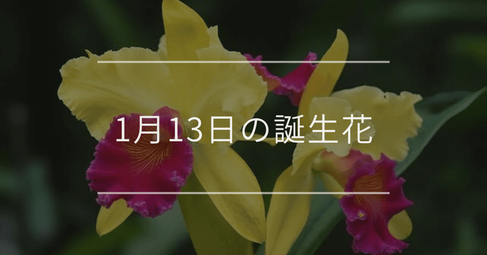 1月13日の誕生花：カトレア・白いスイセンの花言葉など