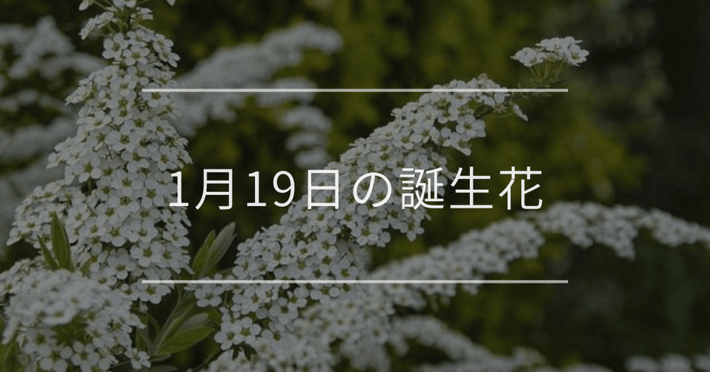 1月19日の誕生花：ユキヤナギ・マツ(松)の花言葉など