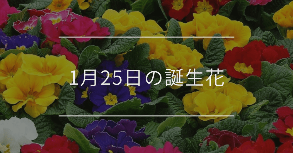 1月25日の誕生花：プリムラ・フクシアの花言葉など