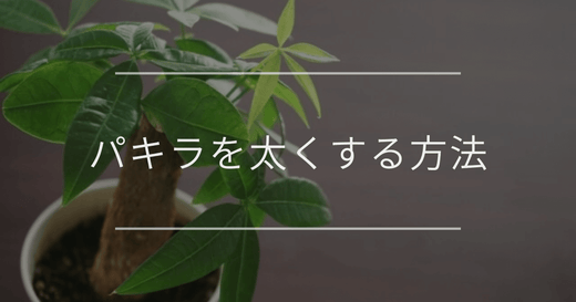 パキラを太くする方法｜株選びと管理について