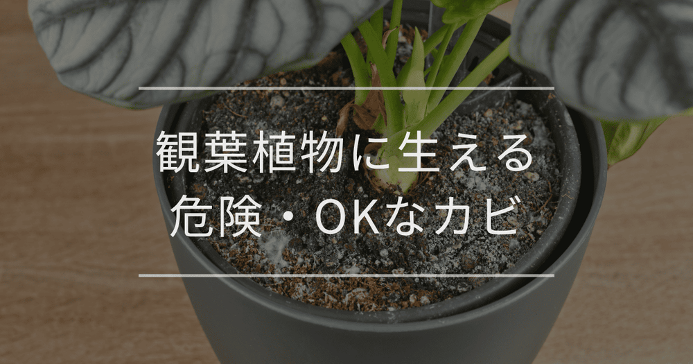 観葉植物にカビが生える原因と対処法は？カビが生える場所別に危険度も紹介