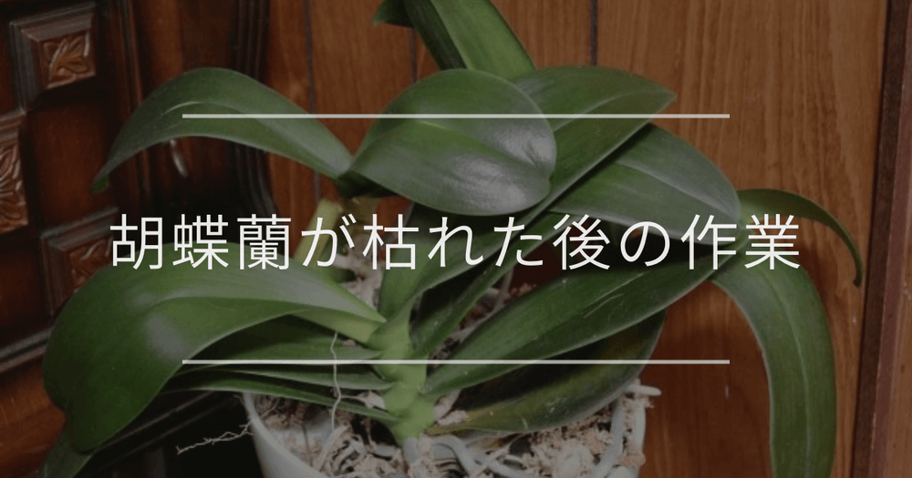 胡蝶蘭が枯れた後の作業｜育て方や処分について