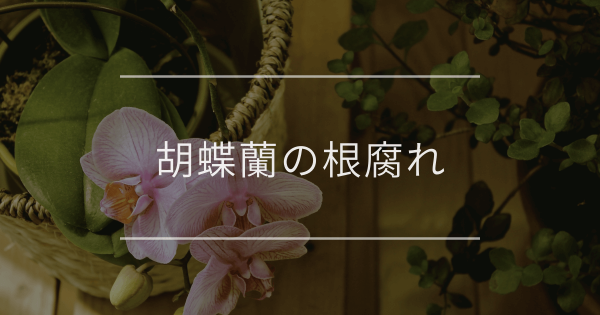 胡蝶蘭の根腐れ