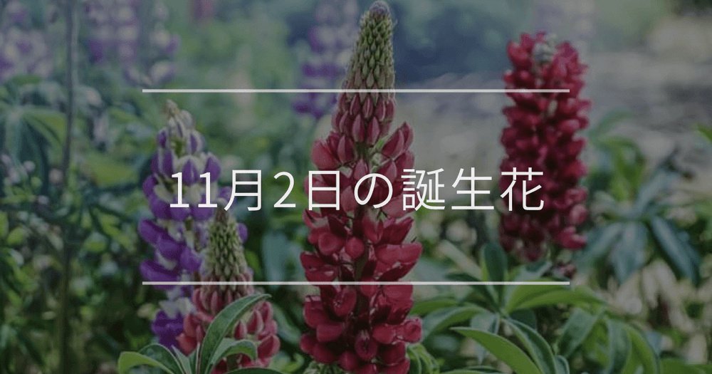 11月2日の誕生花：ルピナス・ユリオプスデージーの花言葉など