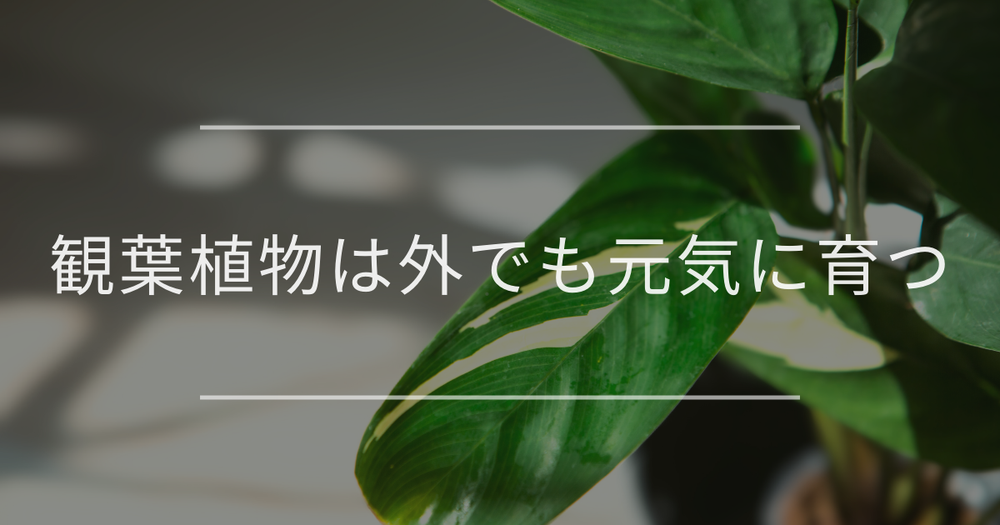 観葉植物は外でも元気に育つ｜夏と冬の育てるコツ・注意点・おすすめ
