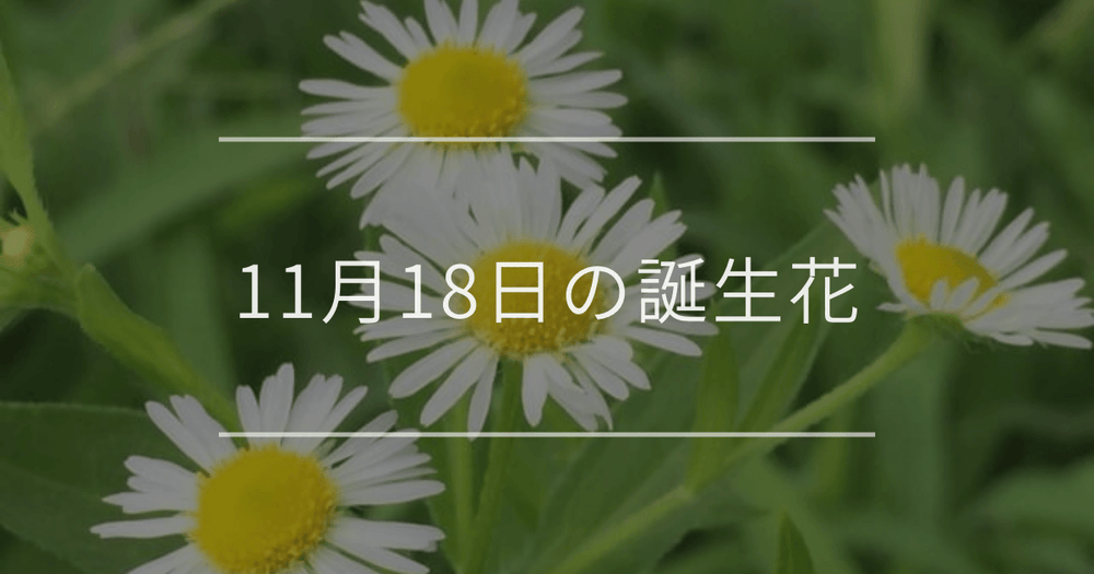 11月18日の誕生花：ヒメジョオン・ナナカマドの花言葉など
