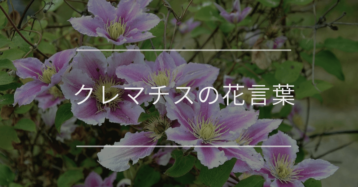 クレマチスの花言葉