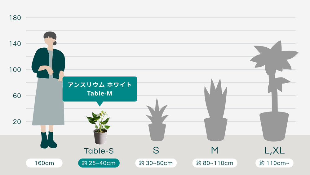 アンスリウム ホワイト Table-Mのサイズ