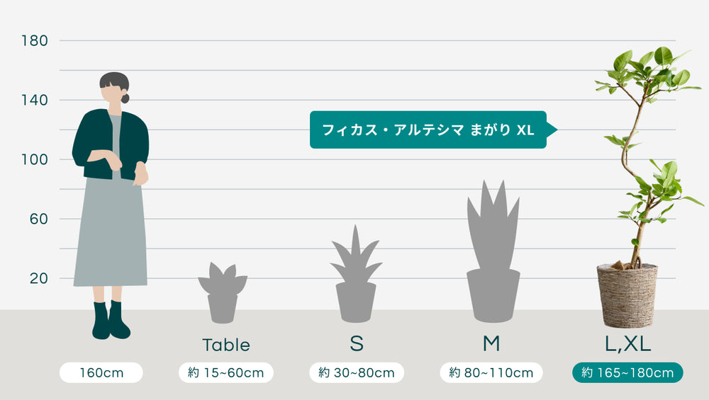 フィカス・アルテシマ まがり XL 【首都圏限定】(バナナリーフバスケット ブラウン)のサイズ