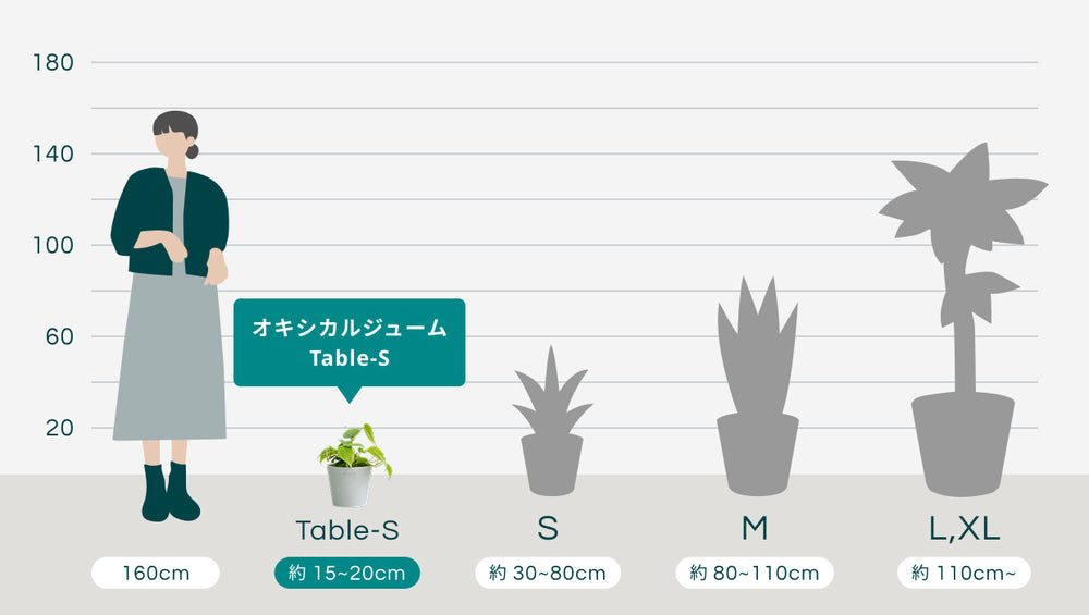 【クリアプランツ】オキシカルジューム Table-Sのサイズ