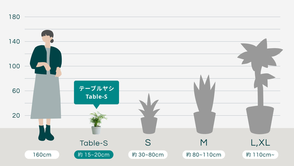 【クリアプランツ】テーブルヤシ Table-Sのサイズ