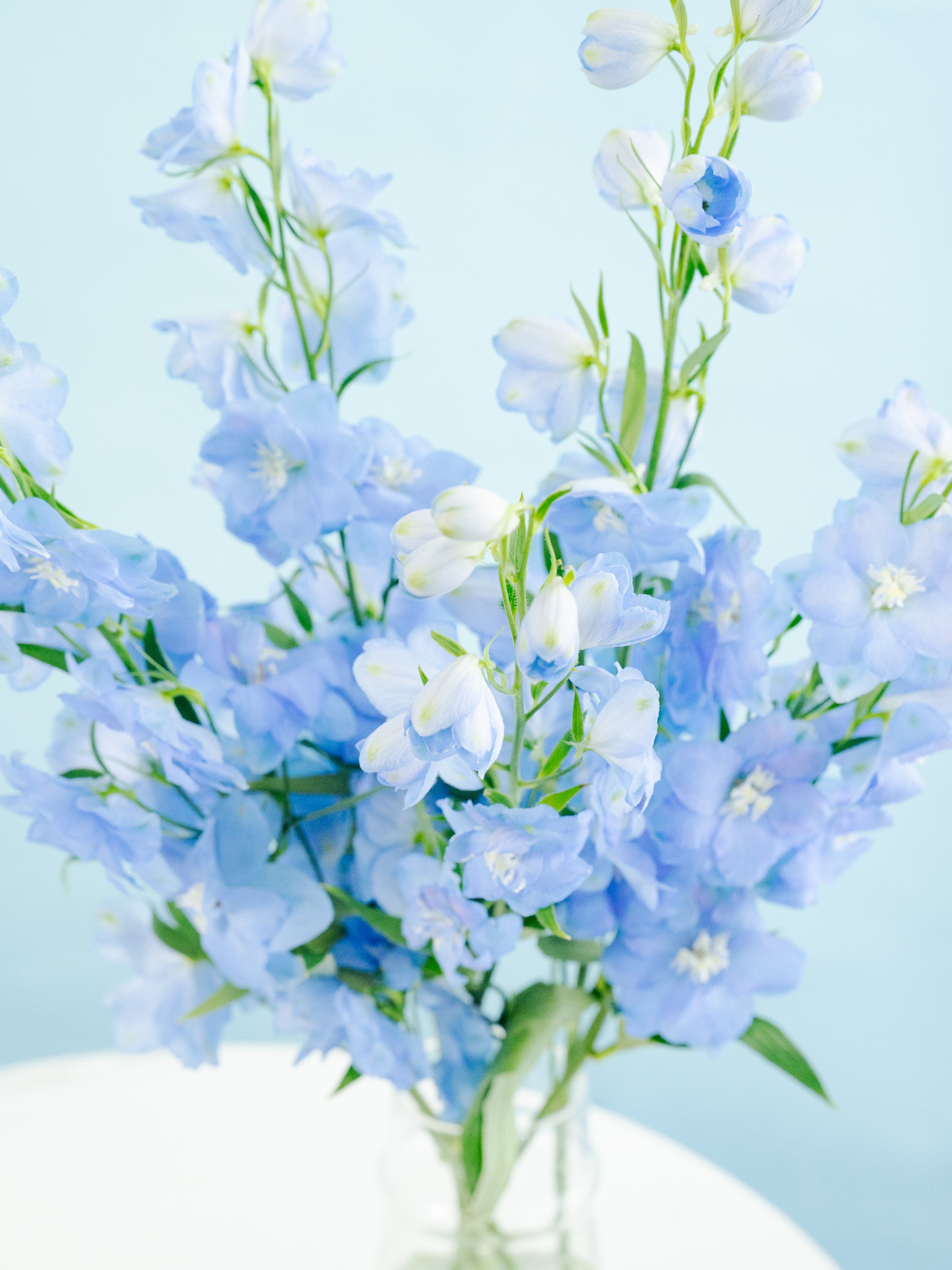 デルフィニウム　5本