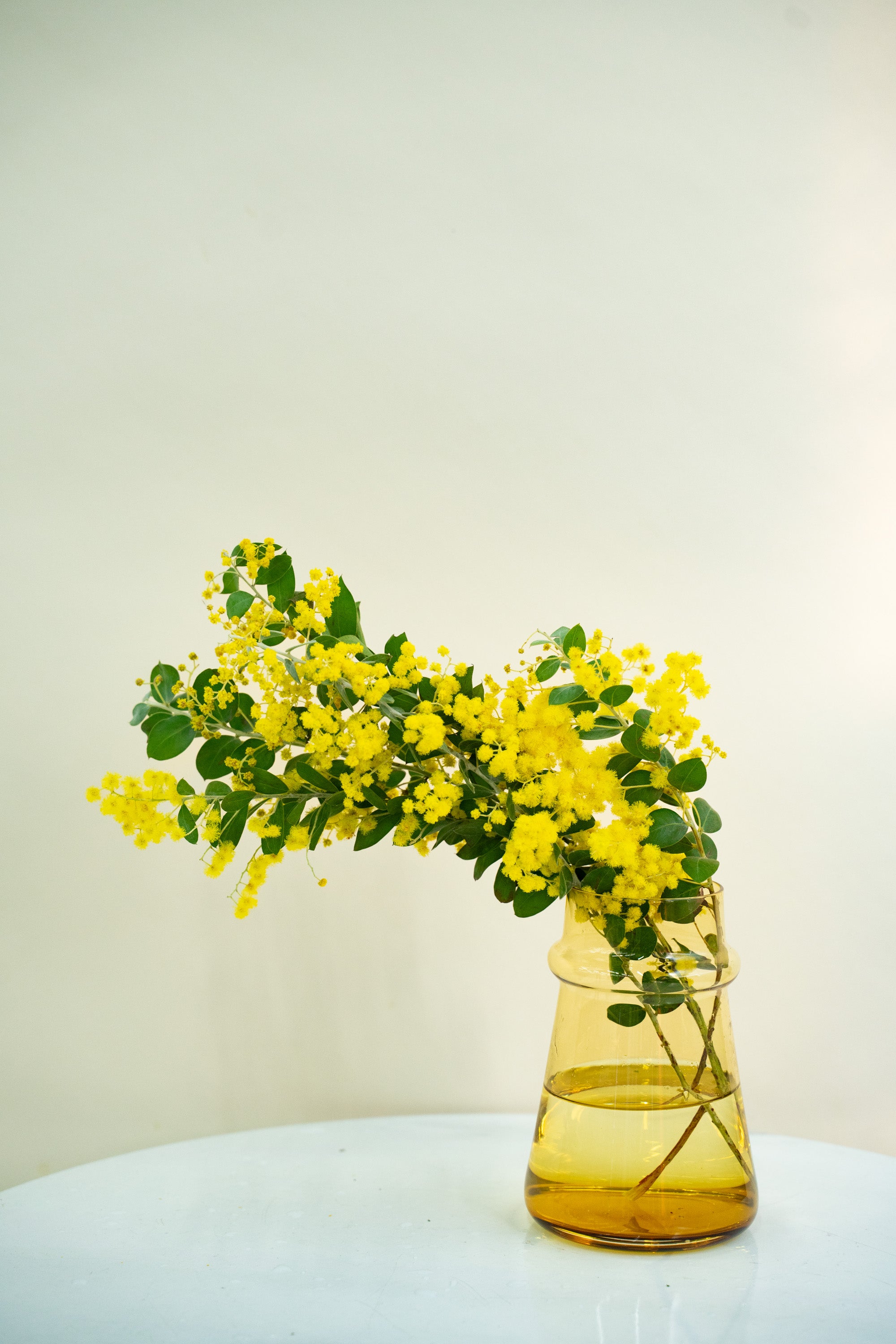 【2/4〜2/7到着】パールアカシア 花付き 5本