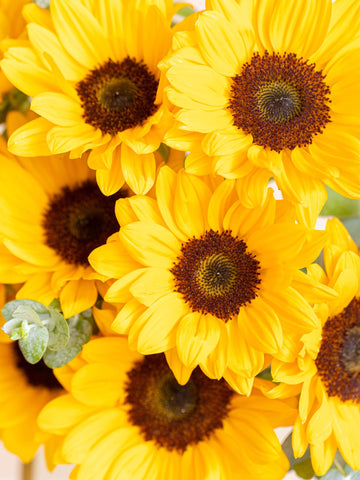 【7月の誕生花】定番のひまわり花束 L