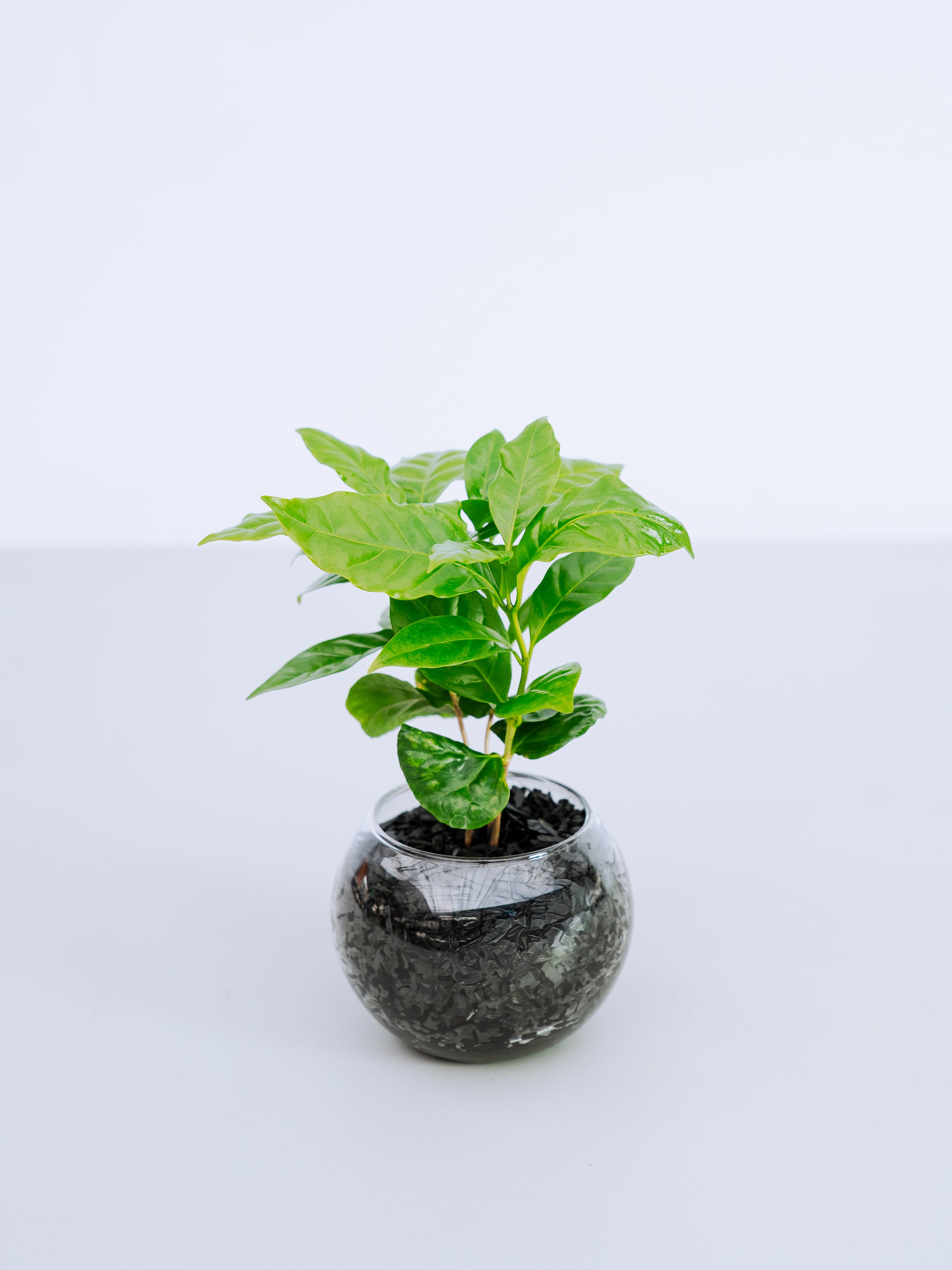 【一点もの】コーヒーの木 Table-S