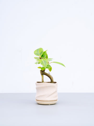 【一点もの】フィカス・アルテシマ 極上株 Table-L