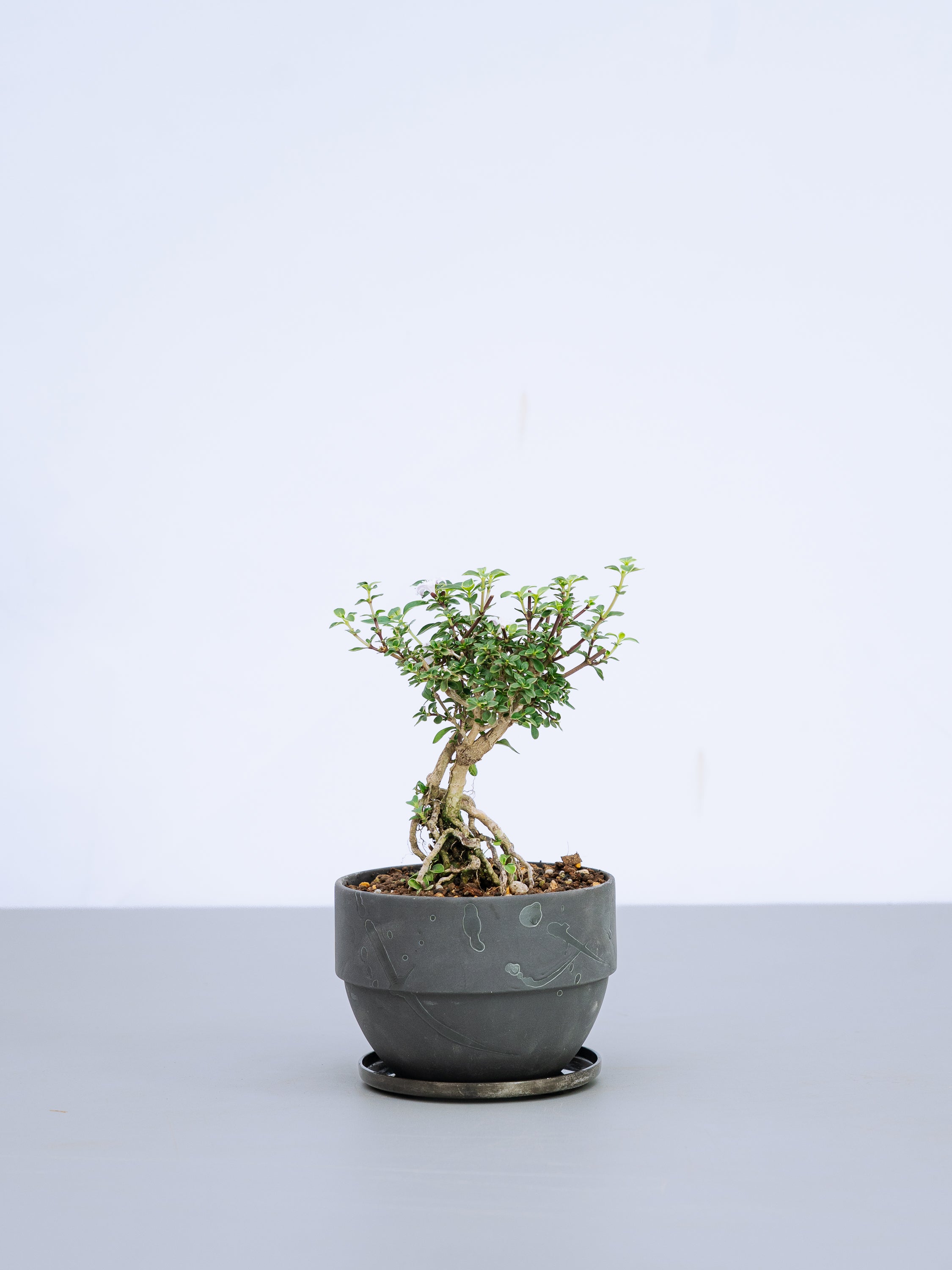 【一点もの】紅鳥花 Table-M