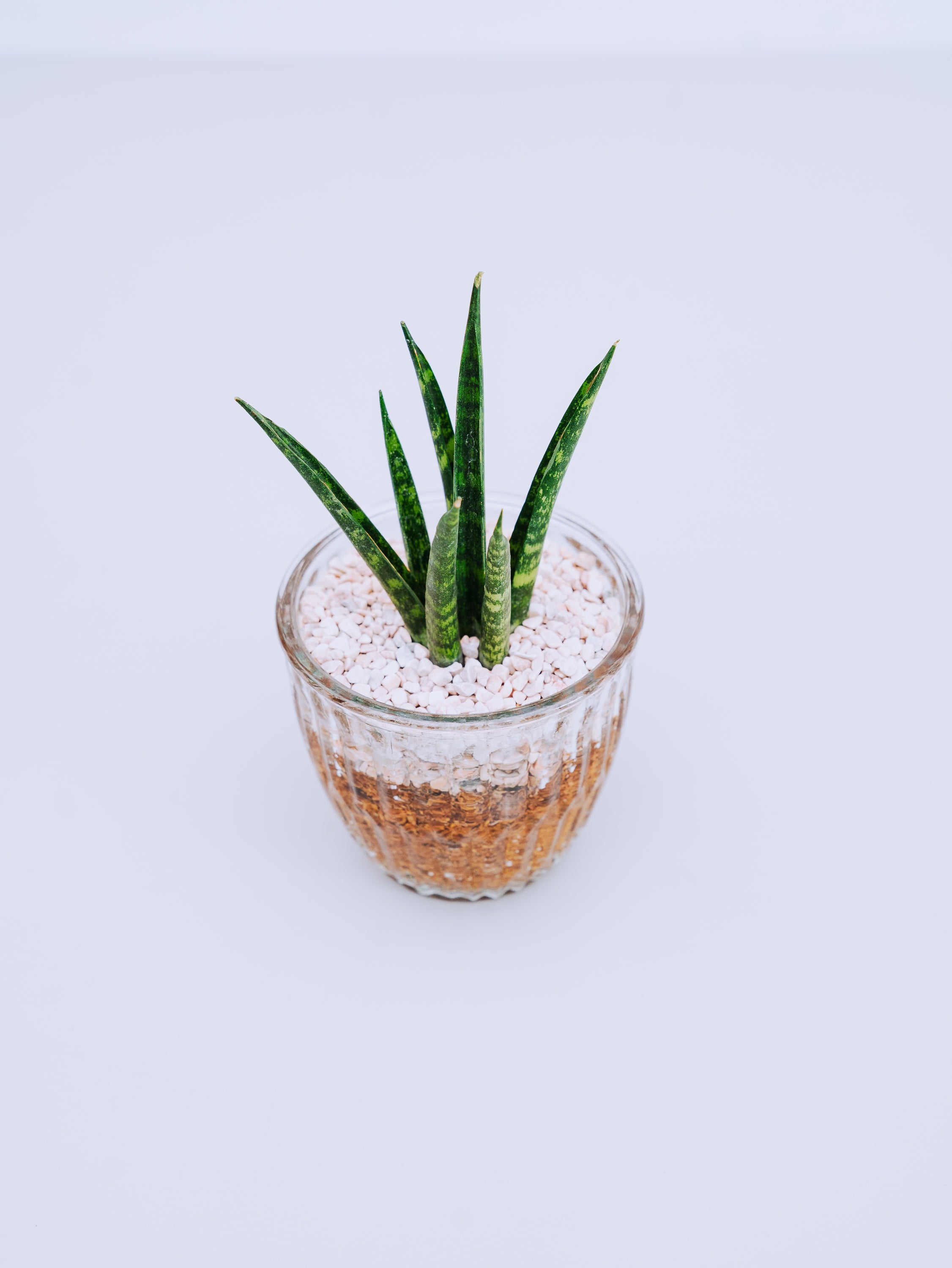 【一点もの】サンスベリア Table-M