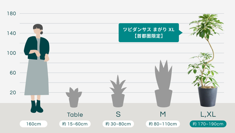ツピダンサス まがり XL 【首都圏限定】(アーバンプランツポット マーブルミルク)のサイズ