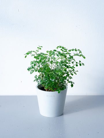 シマトネリコ Table-S