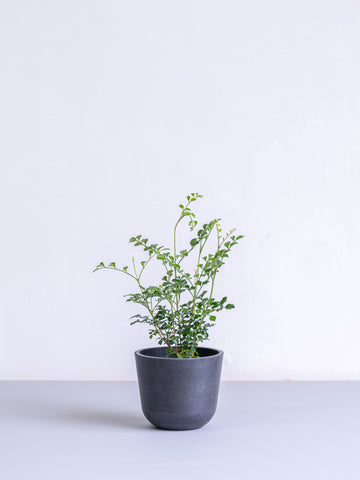 シマトネリコ Table-S