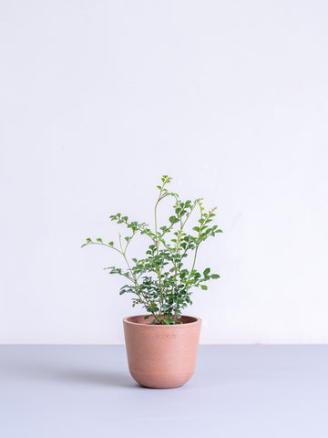 シマトネリコ Table-S