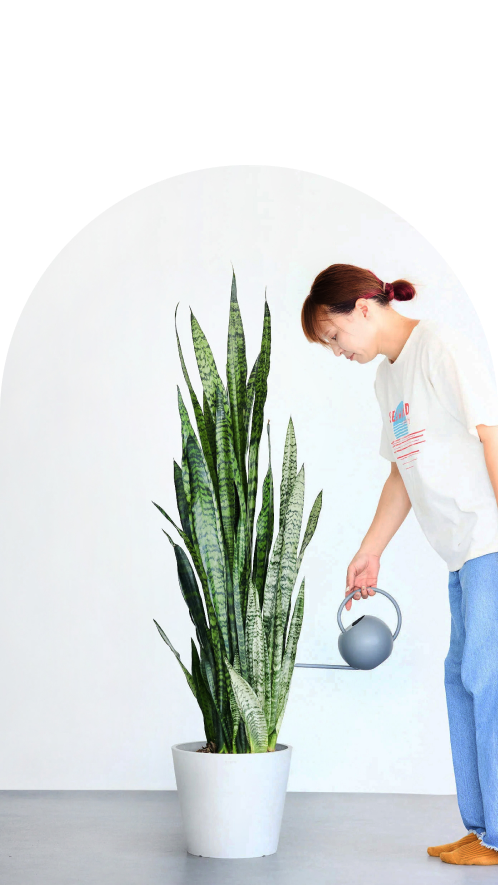 の観葉植物
