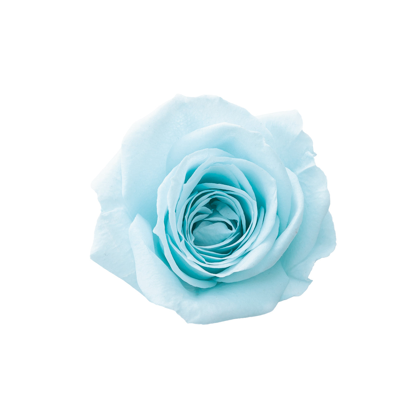 alphabetrose-blue