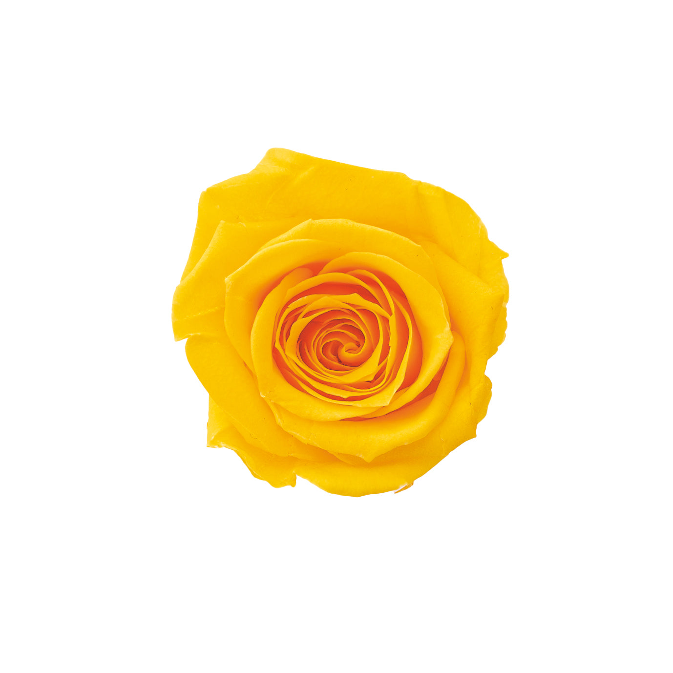 alphabetrose-orange