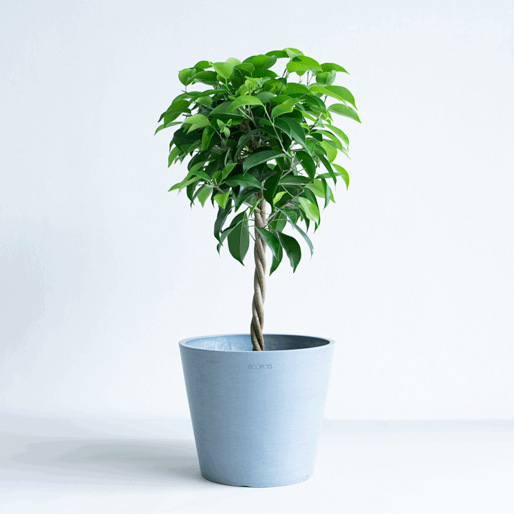 Raise your Plants