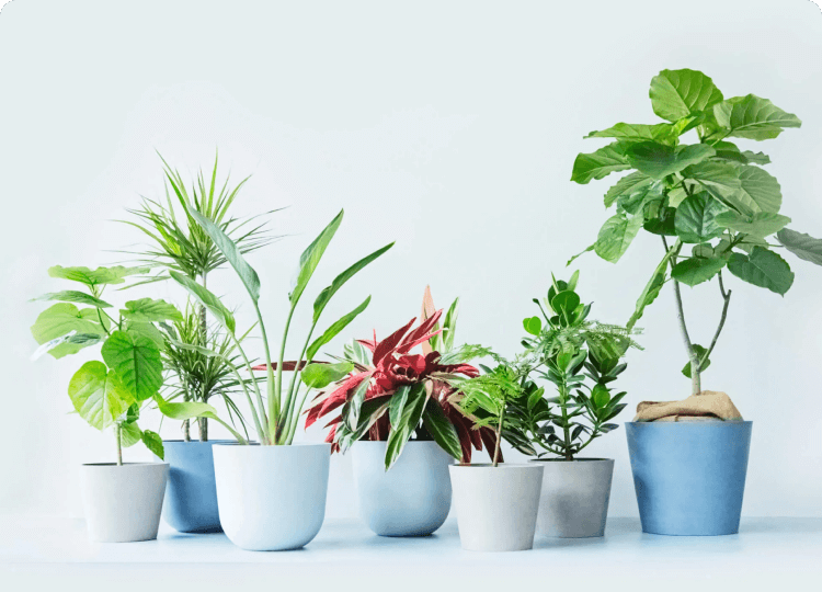 観葉植物
