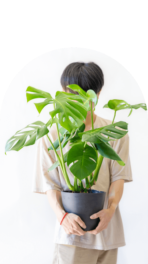 の観葉植物
